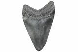 Juvenile Megalodon Tooth - South Carolina #370166-1